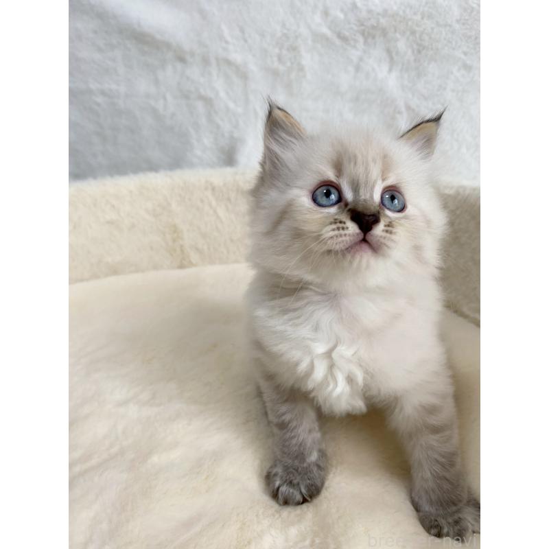 販売中の滋賀県のサイベリアン-130593の10枚目