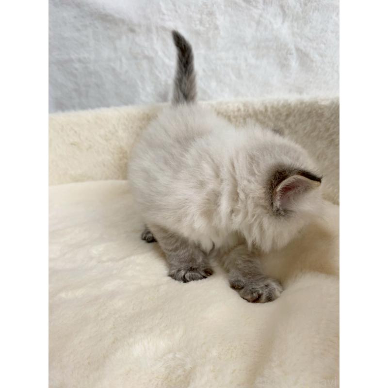 販売中の滋賀県のサイベリアン-130593の9枚目