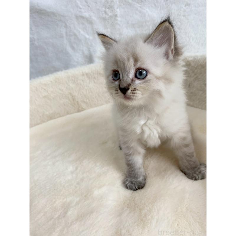 販売中の滋賀県のサイベリアン-130593の8枚目