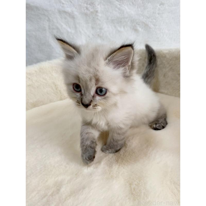 販売中の滋賀県のサイベリアン-130593の7枚目