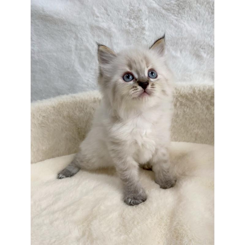 販売中の滋賀県のサイベリアン-130593の6枚目