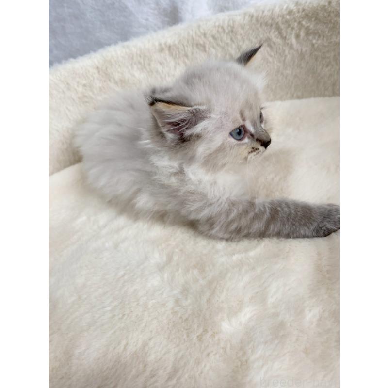 販売中の滋賀県のサイベリアン-130593の5枚目