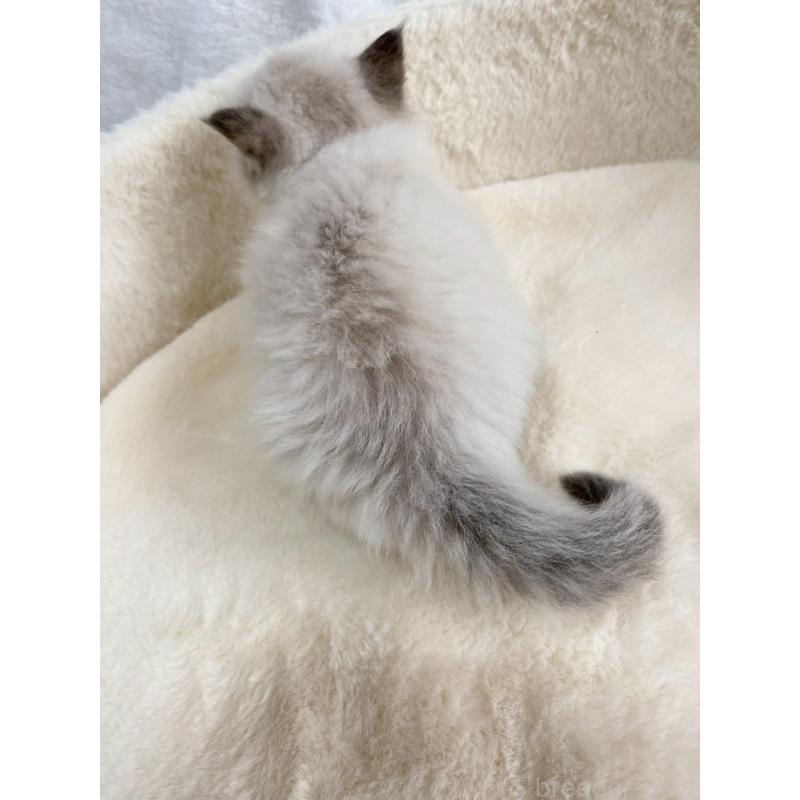 販売中の滋賀県のサイベリアン-130593の4枚目