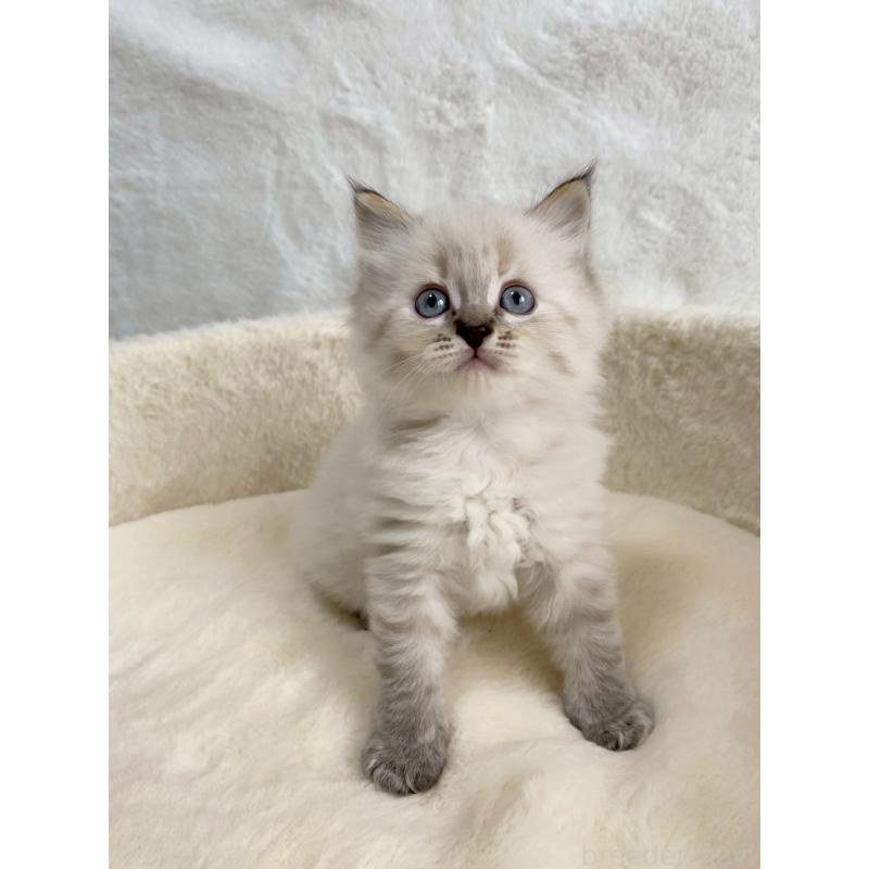 販売中の滋賀県のサイベリアン-130593の3枚目