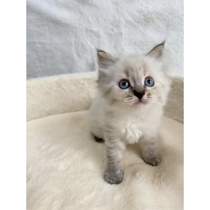 販売中の滋賀県のサイベリアン-130593の2枚目