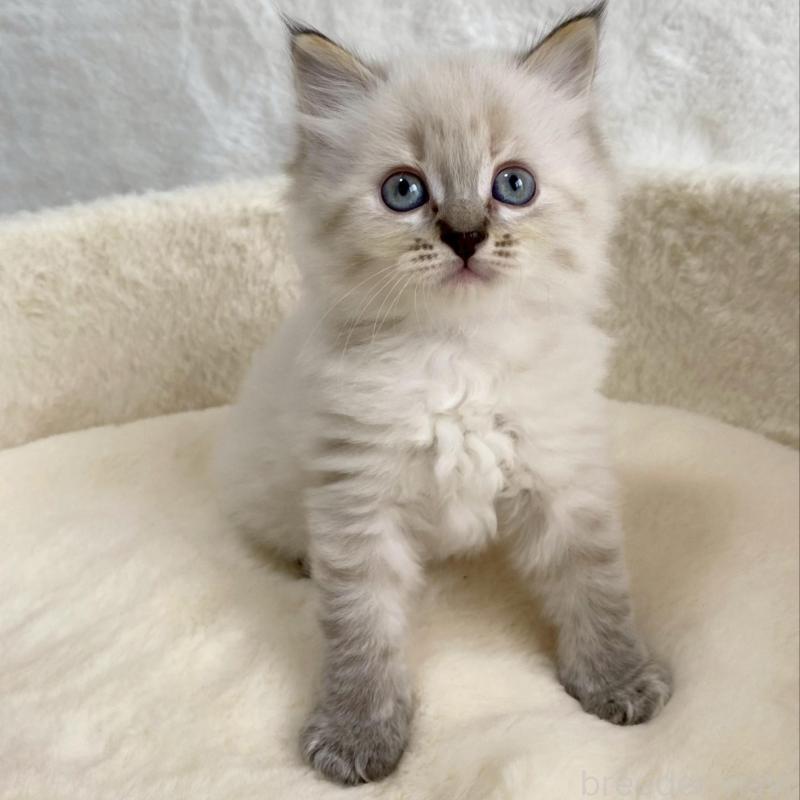 販売中の滋賀県のサイベリアン-130593の1枚目