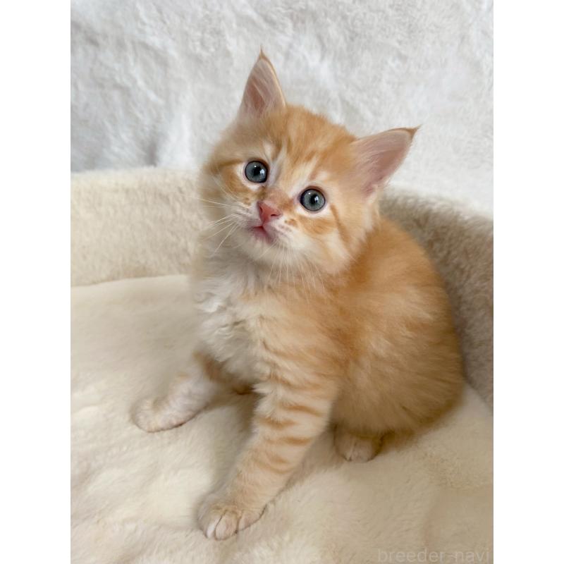 販売中の滋賀県のサイベリアン-130594の8枚目