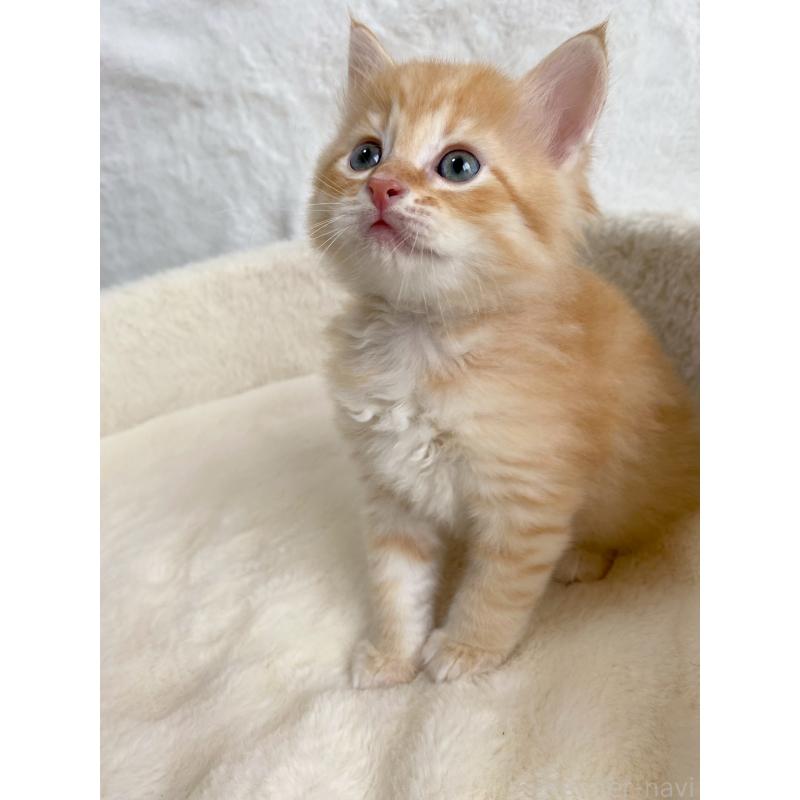 販売中の滋賀県のサイベリアン-130594の7枚目