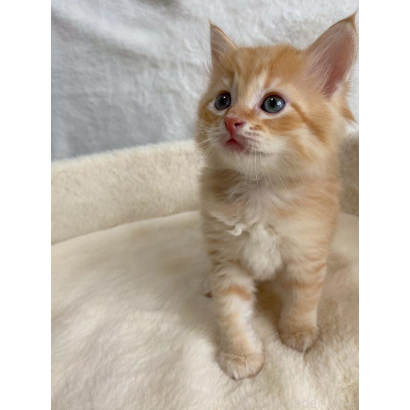 販売中の滋賀県のサイベリアン-130594の5枚目