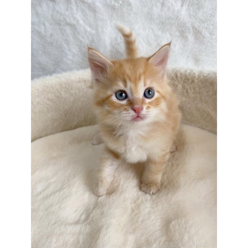 販売中の滋賀県のサイベリアン-130594の3枚目