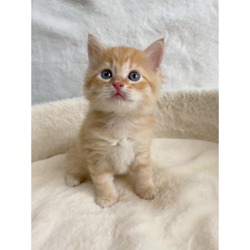 販売中の滋賀県のサイベリアン-130594の2枚目