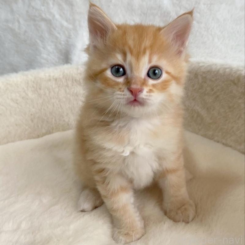 販売中の滋賀県のサイベリアン-130594