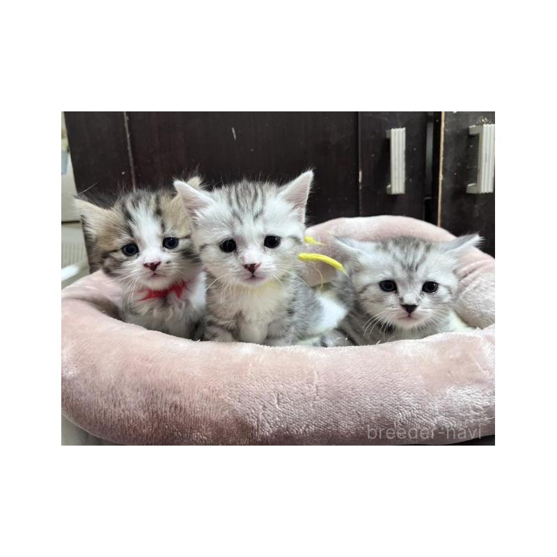 販売中の兵庫県のスコティッシュフォールド-130595の4枚目