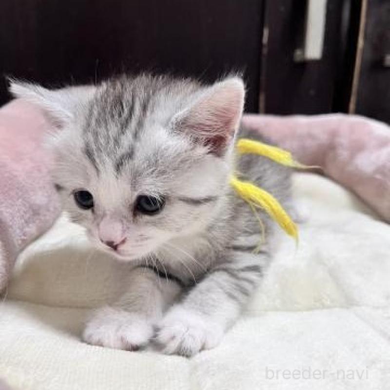 販売中の兵庫県のスコティッシュフォールド-130595の3枚目