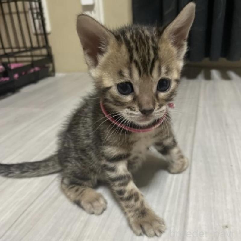 販売中の福岡県のベンガル-130596の1枚目