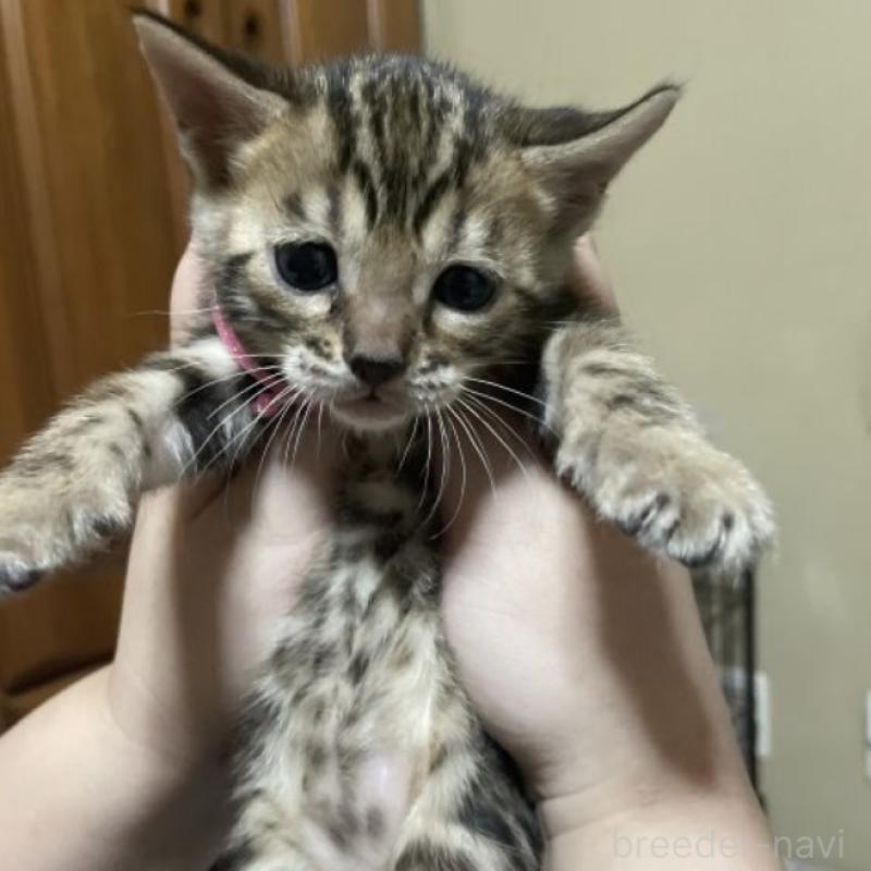 販売中の福岡県のベンガル-130596の2枚目