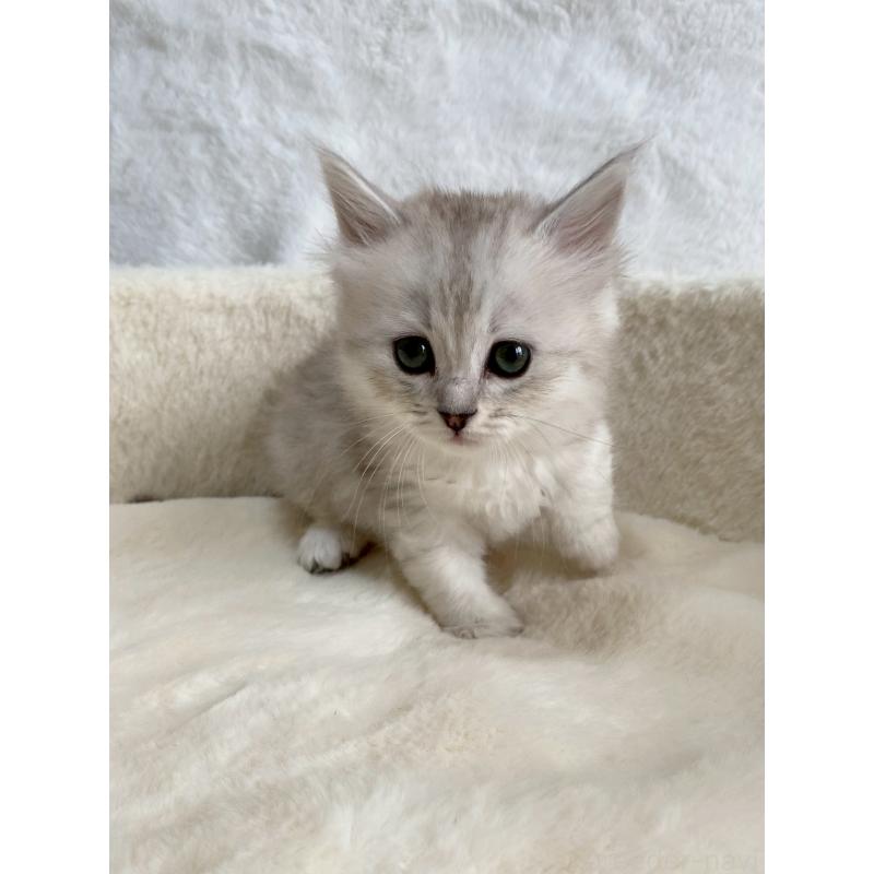 販売中の滋賀県のサイベリアン-130597の8枚目