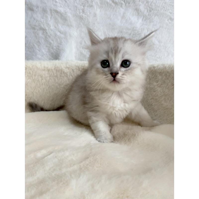 販売中の滋賀県のサイベリアン-130597の7枚目