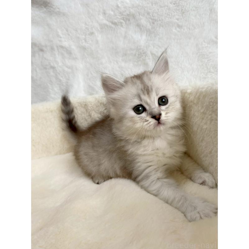 販売中の滋賀県のサイベリアン-130597の6枚目