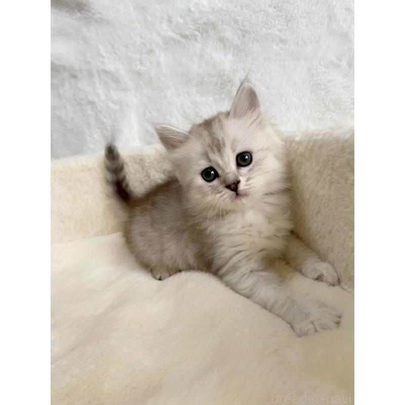 販売中の滋賀県のサイベリアン-130597の5枚目