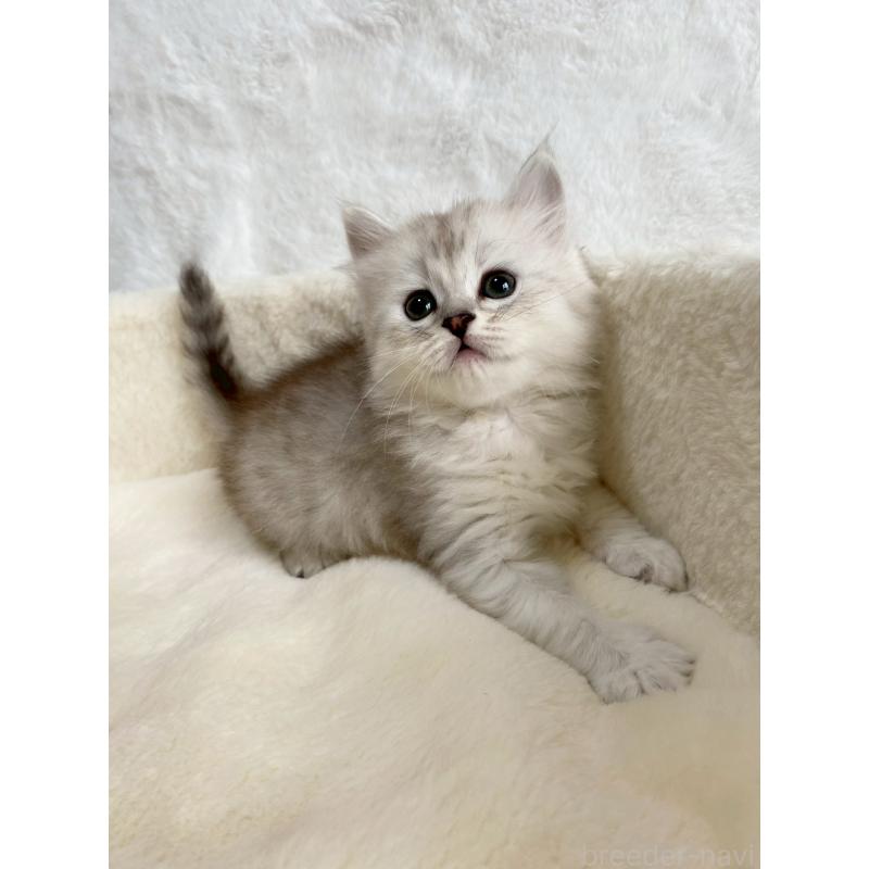 販売中の滋賀県のサイベリアン-130597の4枚目