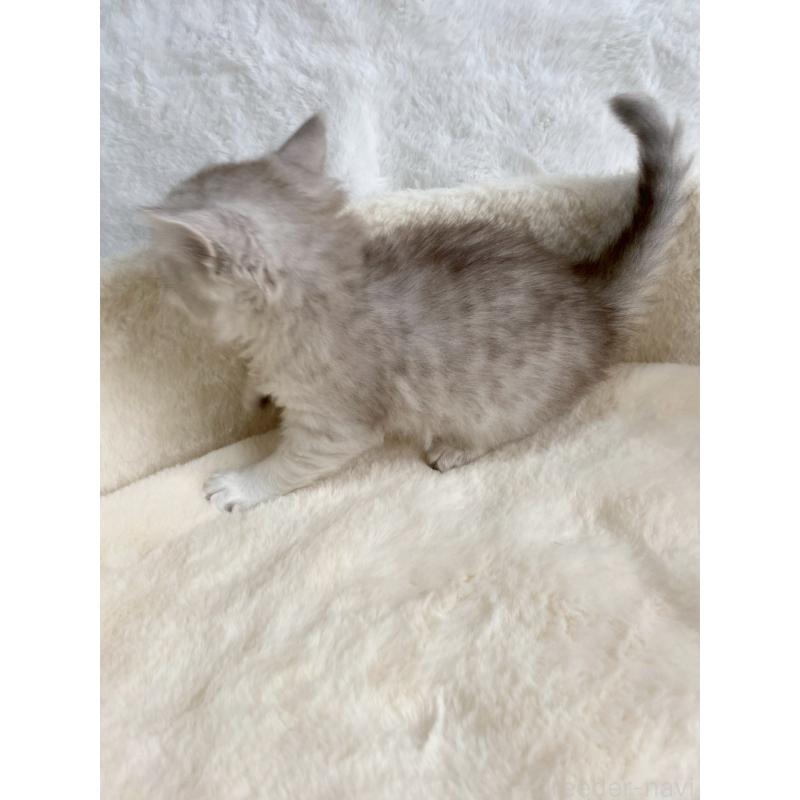 販売中の滋賀県のサイベリアン-130597の3枚目