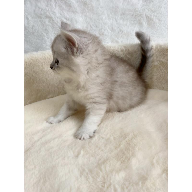 販売中の滋賀県のサイベリアン-130597の2枚目