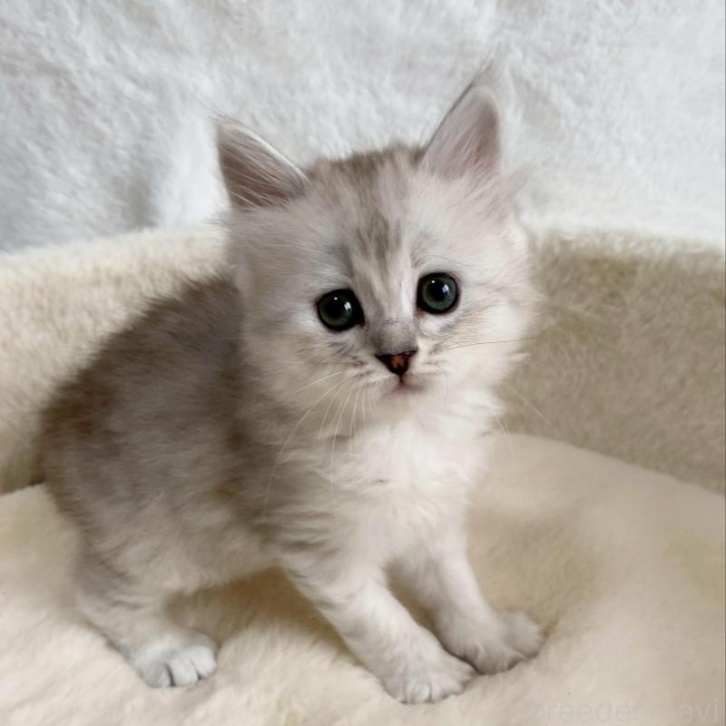 販売中の滋賀県のサイベリアン-130597