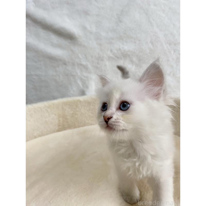 販売中の滋賀県のサイベリアン-130599の7枚目