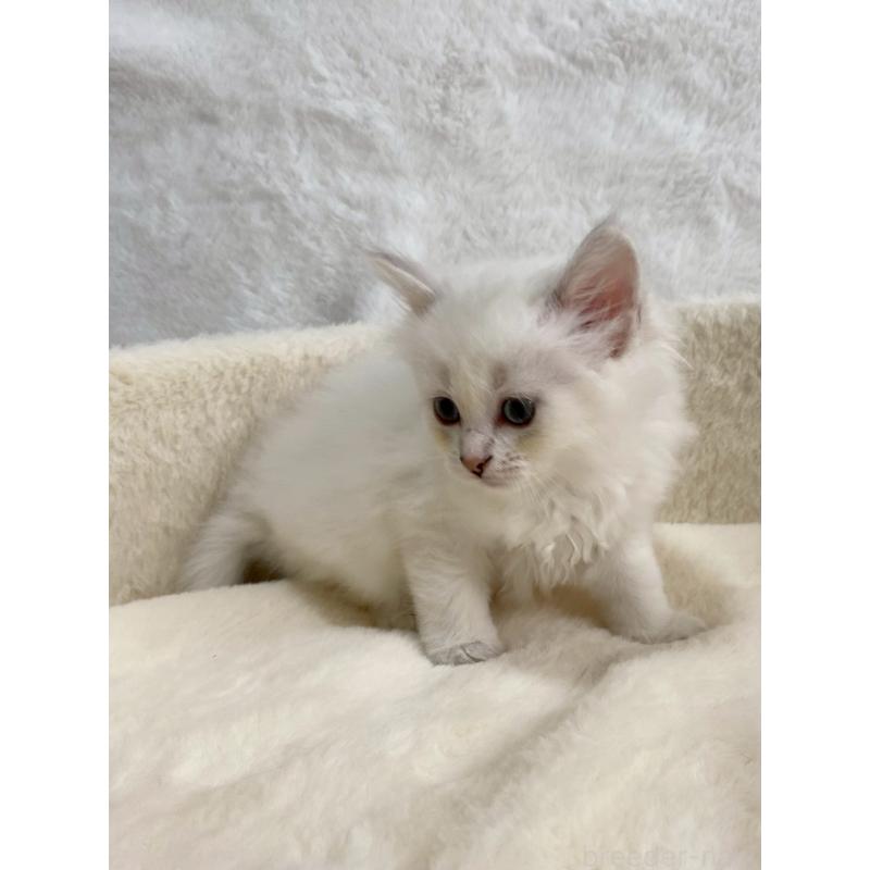 販売中の滋賀県のサイベリアン-130599の4枚目