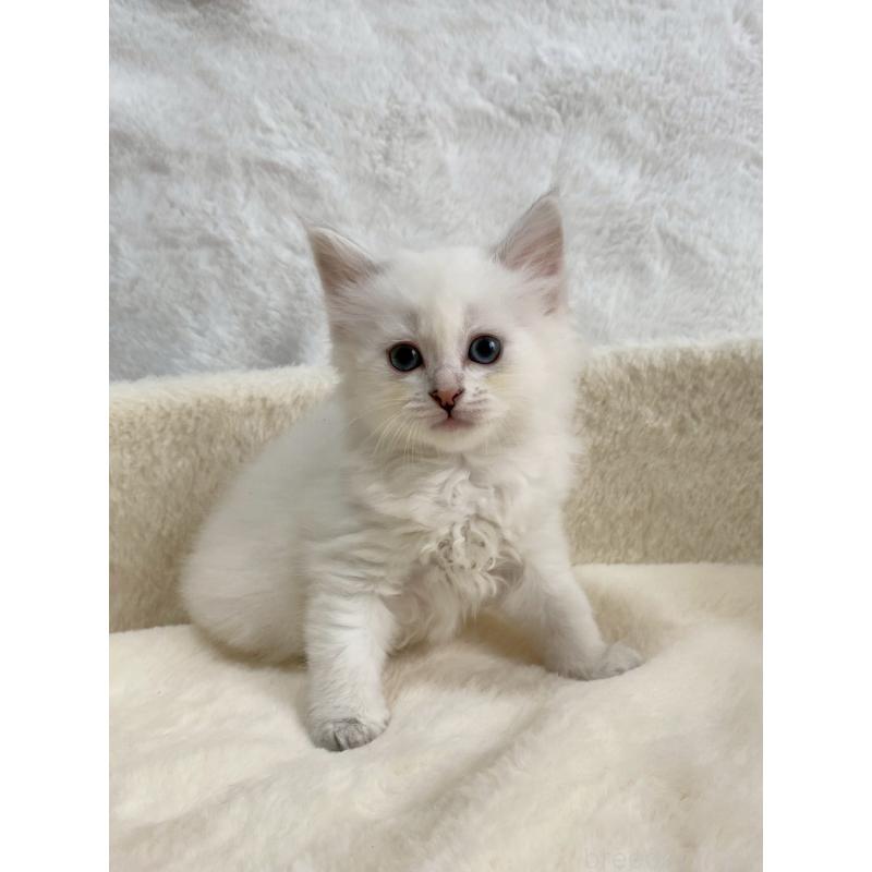 販売中の滋賀県のサイベリアン-130599の3枚目