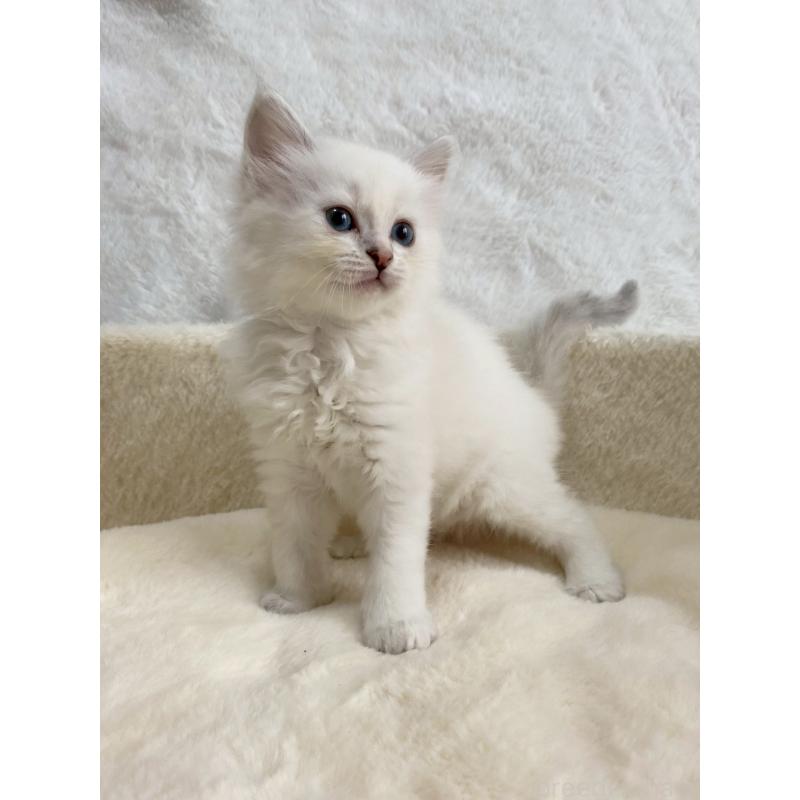 販売中の滋賀県のサイベリアン-130599の2枚目