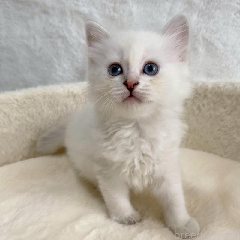 販売中の滋賀県のサイベリアン-130599