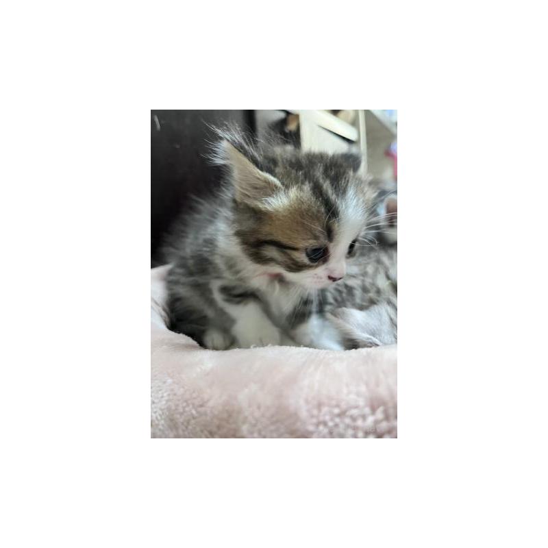 販売中の兵庫県のスコティッシュフォールド-130598の4枚目