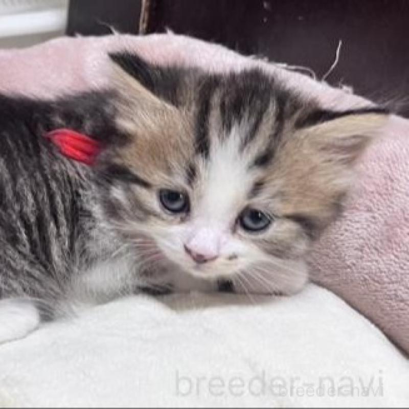 販売中の兵庫県のスコティッシュフォールド-130598