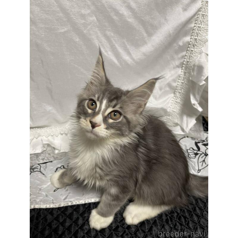 販売中の東京都のメインクーン-130601の5枚目