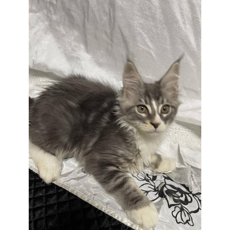 販売中の東京都のメインクーン-130601の4枚目