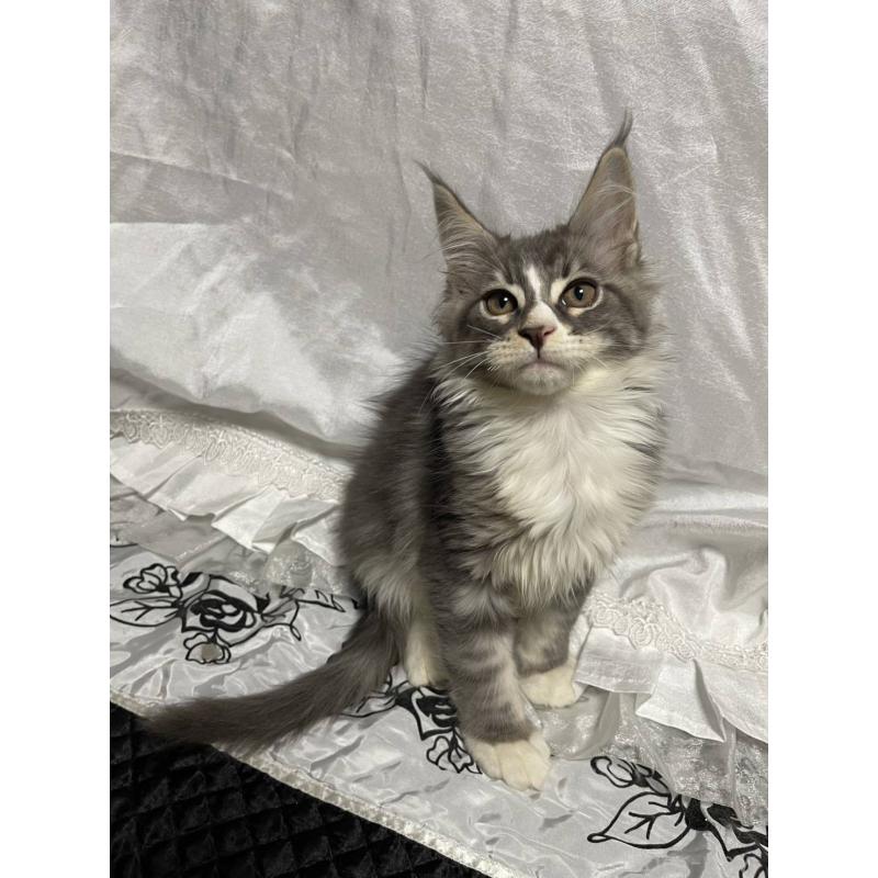 販売中の東京都のメインクーン-130601の3枚目