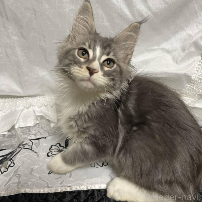 販売中の東京都のメインクーン-130601