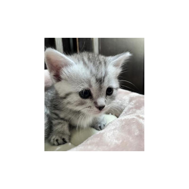 販売中の兵庫県のスコティッシュフォールド-130600の2枚目