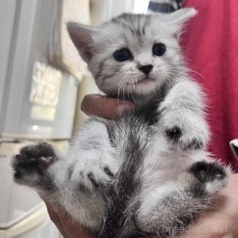 販売中の兵庫県のスコティッシュフォールド-130600