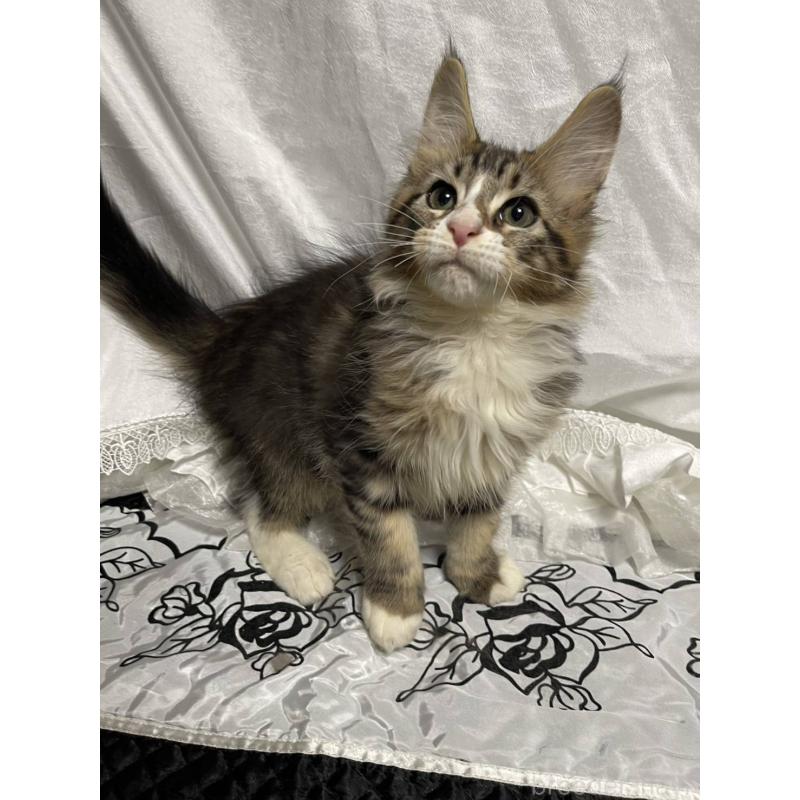 販売中の東京都のメインクーン-130603の5枚目