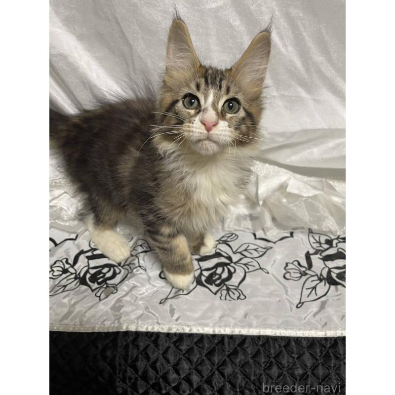 販売中の東京都のメインクーン-130603の4枚目