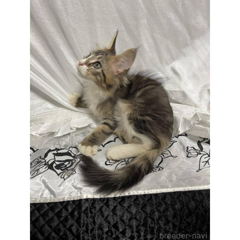 販売中の東京都のメインクーン-130603の2枚目