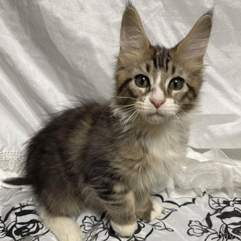 販売中の東京都のメインクーン-130603の1枚目