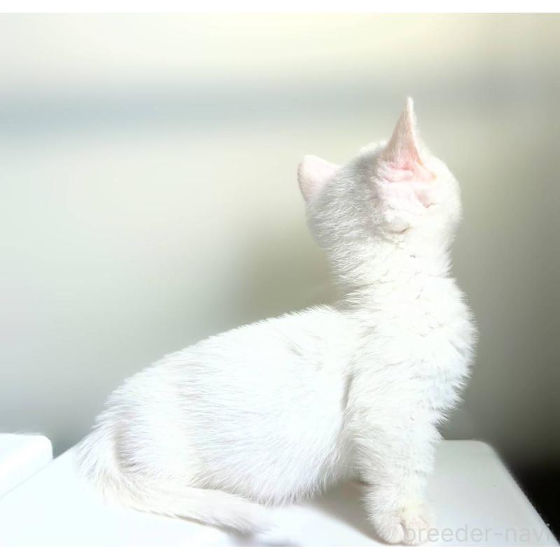 販売中の北海道のミックス-130604の3枚目