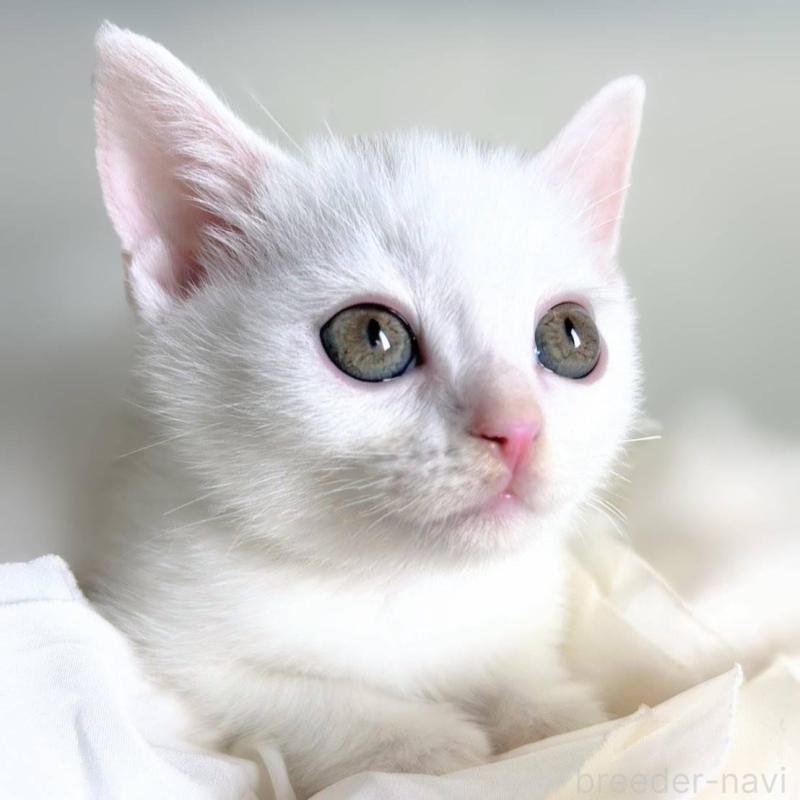 販売中の北海道のミックス-130604の2枚目