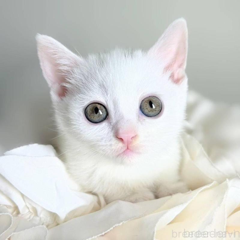 販売中の北海道のミックス-130604の1枚目