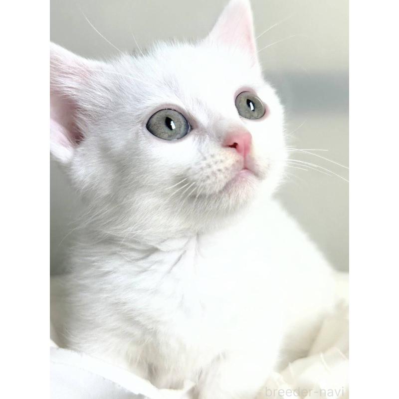 販売中の北海道のミックス-130605の5枚目