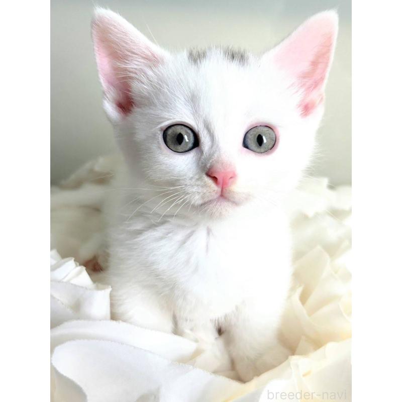 販売中の北海道のミックス-130605の4枚目